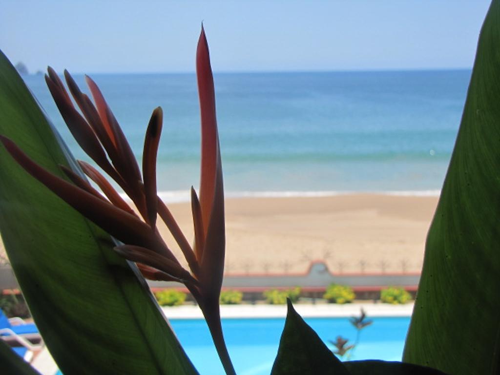 La Paloma Oceanfront Retreat Ξενοδοχείο San Patricio Melaque Δωμάτιο φωτογραφία